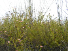 Diastella proteoides