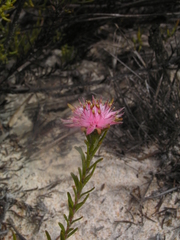 Diastella proteoides