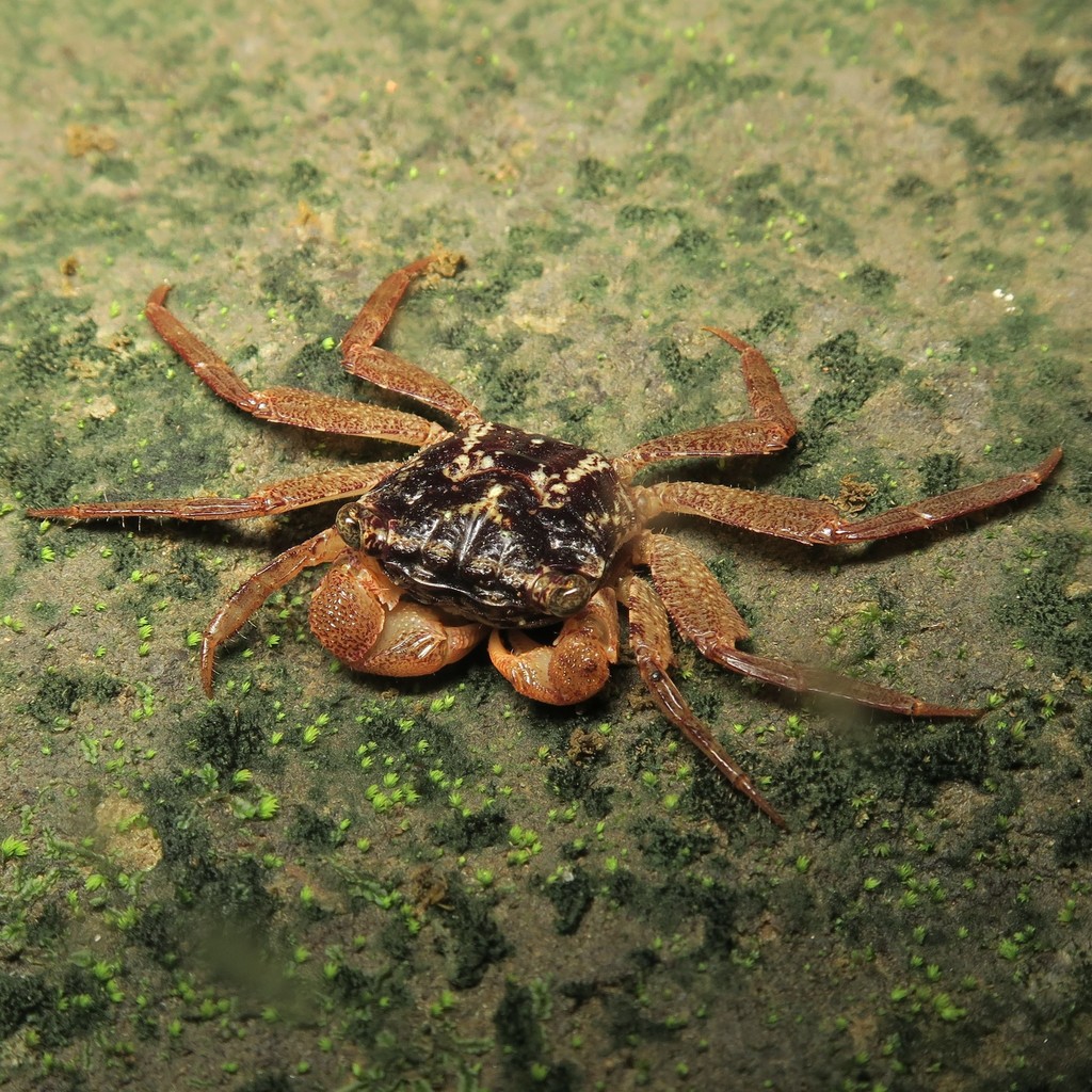 Leptarma liho