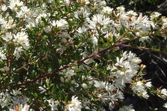 Leionema lamprophyllum