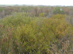 Diastella proteoides