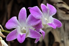 Dendrobium
