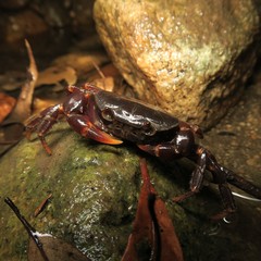 Geothelphusa marginata