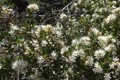 Leionema lamprophyllum