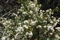 Leionema lamprophyllum