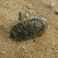 Leptodius sanguineus