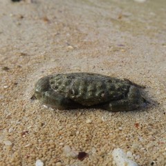 Leptodius sanguineus