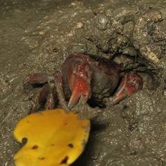 Sarmatium striaticarpus