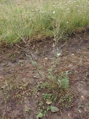 Artemisia mongolica