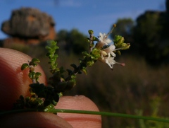 Macrostylis squarrosa