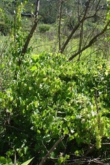 Dioscorea sylvatica sylvatica
