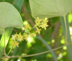 Dioscorea sylvatica sylvatica