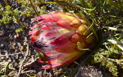 Protea pudens