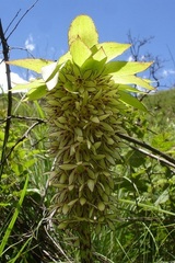 Eucomis bicolor