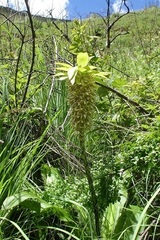 Eucomis bicolor