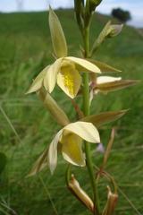 Eulophia calanthoides