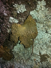 Lasallia papulosa image