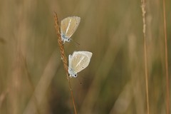 Polyommatus dolus