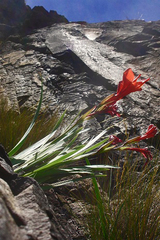 Gladiolus flanaganii