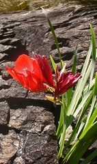 Gladiolus flanaganii