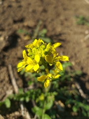 Erucastrum strigosum