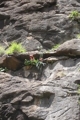 Gladiolus flanaganii