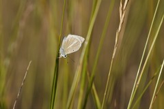 Polyommatus dolus