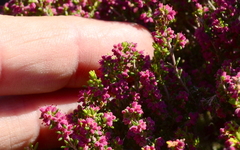 Erica puberuliflora