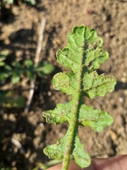 Erucastrum strigosum