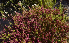 Erica puberuliflora