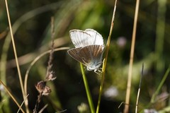 Polyommatus dolus