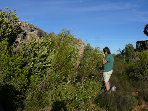 Phylica cryptandroides (Phylica cryptandroides)