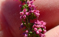 Erica puberuliflora