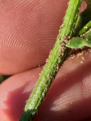 Erucastrum strigosum