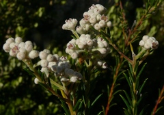 Phylica cryptandroides