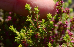 Erica puberuliflora