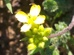 Erucastrum strigosum