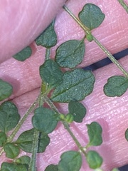 Prostanthera violacea