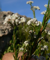 Phylica cryptandroides