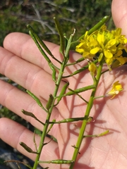 Erucastrum strigosum