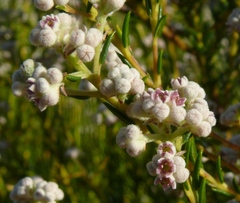 Phylica cryptandroides