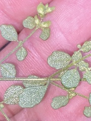 Prostanthera violacea