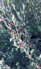 Hermannia diversistipula