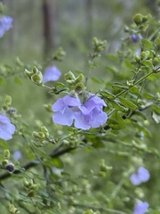 Prostanthera violacea