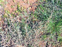 Hermannia diversistipula