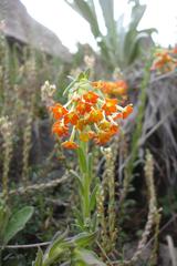 Glumicalyx goseloides