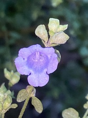Prostanthera violacea