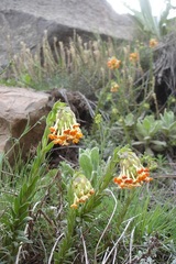 Glumicalyx goseloides