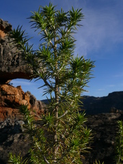 Aspalathus hirta hirta