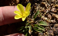 Moraea galaxia